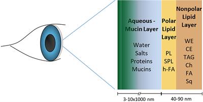 Antimicrobial Tear Lipids in the Ocular Surface Defense